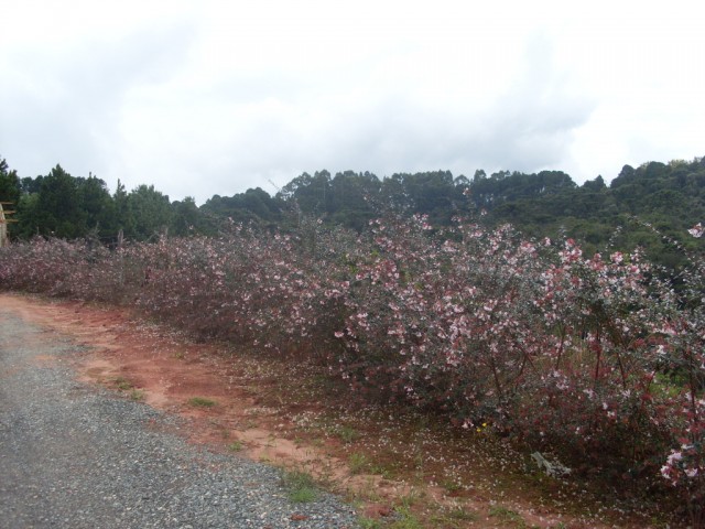 0 para Terrenos - Venda em Campos do Jordão